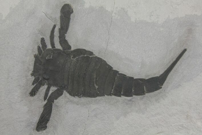Eurypterus (Sea Scorpion) Fossil - New York #173016
